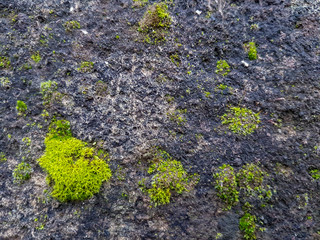 Close up view of plant on a wall.