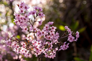 Obraz premium Japoński kwiat wiśni (drzewo sakura) sezon wiosenny lub sezon hanabi w japonii, tło ogród na zewnątrz