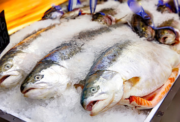 salmon trout lying on the ice on the counter of the store