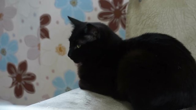 Black cat lying on the couch