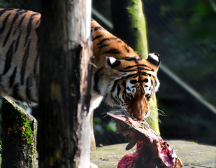 Siberian tiger, Panthera tigris altaica, Male. Eating raw meat