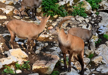 Alpine ibex, Capra ibex, also known as the steinbock, bouquetin, or simply ibex, standing on the...