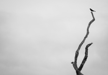 preto e branco, minimalismo 