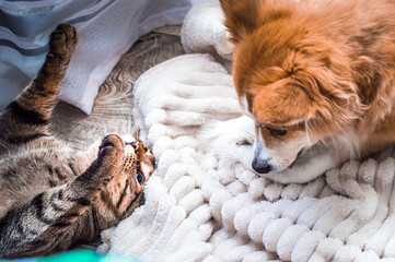 portrait of a gray cat and red dog together