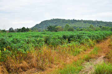 Fototapeta na wymiar Asia Industry of Cassava Agriculture