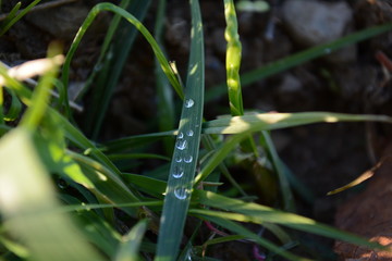 Wassertropfen Gras