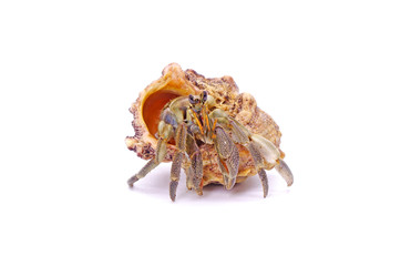 Hermit crabs isolated on white background with selective focus. Hermit crabs are decapod crustaceans of the superfamily Paguroidea.
