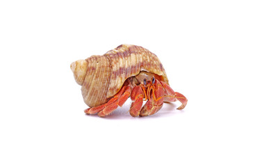 Hermit crabs isolated on white background with selective focus. Hermit crabs are decapod crustaceans of the superfamily Paguroidea.