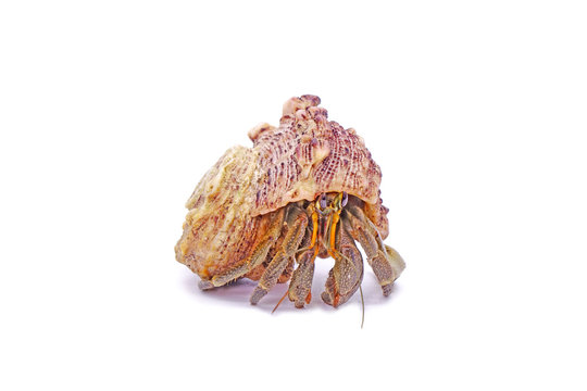 Hermit crabs isolated on white background with selective focus. Hermit crabs are decapod crustaceans of the superfamily Paguroidea.