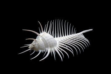 Sea shell : Venus comb murex (Murex pecten), one of genus of medium to large sized predatory tropical sea snails with extremely long siphonal canal, it's a one of  world's  most beautiful sea shell.