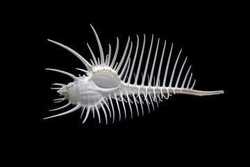 Sea shell : Venus comb murex (Murex pecten), one of genus of medium to large sized predatory tropical sea snails with extremely long siphonal canal, it's a one of  world's  most beautiful sea shell.