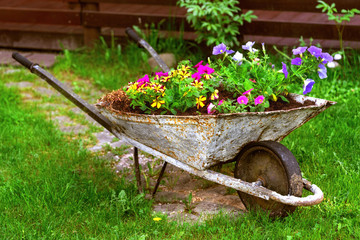 old rusty Wheelbarrow flowerbed colorfull flowers garden decor
