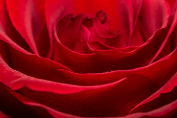 Beautiful red roses