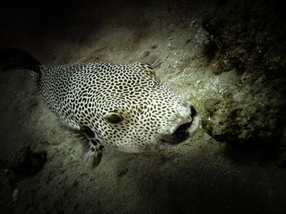 Pufferfish, Red Sea © Samuil