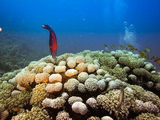 Fototapeta premium Тropical fish floating over corals