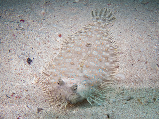 Peacock flounder/Bothus Mancus/ into the sand bottom, Red Sea, Egypt