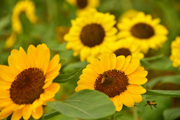 Obraz premium The Pollen of Sunflower with a Bee