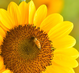 The Pollen of Sunflower with a Bee