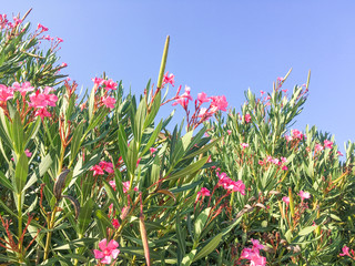 leander shrubs flowering.