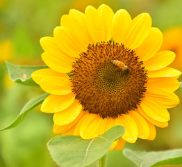 Obraz premium The Pollen of Sunflower with a Bee