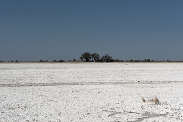 the Kudiakam Pan in Nxai Pans National Park, Botswana