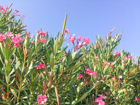leander shrubs flowering.
