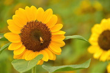 The Pollen of Sunflower with a Bee