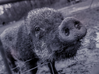 Cochon en noir et blanc