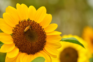 Obraz premium The Pollen of Sunflower with a Bee
