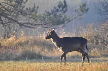 Czarny daniel byk