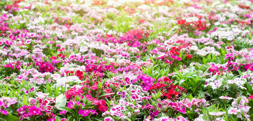 Beautiful dianthus flower pink blooming  in garden with sunlight. 