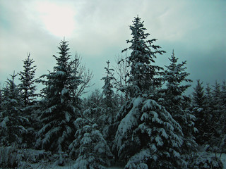 snowy fir tree in the snow