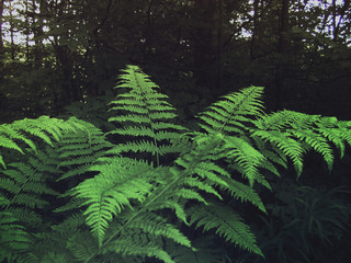 fern in forest
