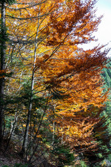 colorful tree leafs in autumn forrest