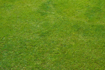 Fototapeta premium Green grass lawn, natural background