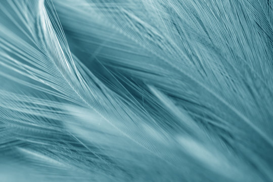 Blur Bird chickens feather texture for background, Fantasy, Abstract, soft color of art design. © Chunnapa