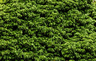 Fototapeta na wymiar Baumkrone mit grünen Blättern - Blätterhintergrund