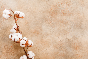 Cotton flowers branch on a textured beige stone background. Flat lay, top view, copy space.