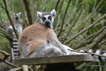Obraz premium Lemurs of Madagascar