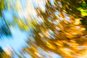 Blurred abstract background of autumn leaves on trees in motion. The concept of rotation in nature...