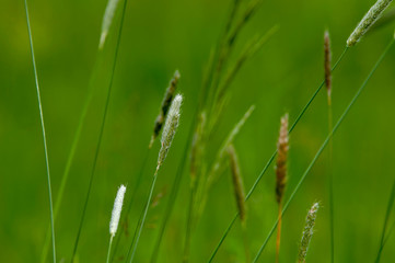 Gräser auf einer Wiese im Frühling - Gräserpollen Heuschnupfenzeit