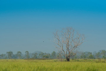 Fototapeta na wymiar Dead tree in rice field