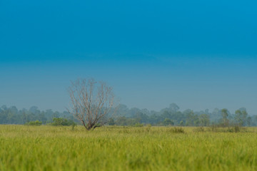 Obraz na płótnie Canvas Dead tree in rice field