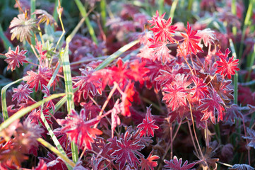 Red leaves of the plant Aconite with various shades, covered with frost. Background