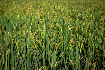 Close up of rice paddy in rice field. The rice is ripening and should be ready for harvest.