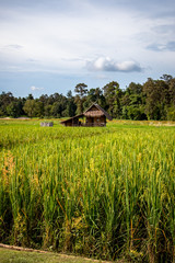 The Small Straw hut in the green paddy field. The photo of rice field farm land.