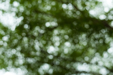 green leaves background and nature bokeh light