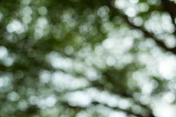 green leaves background and nature bokeh light