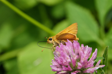 Delaware Skipper on Red Clover Flower