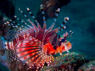 Scorpionfish